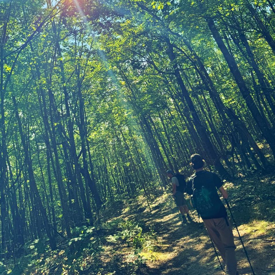Hiking a wooded trail with trekking poles