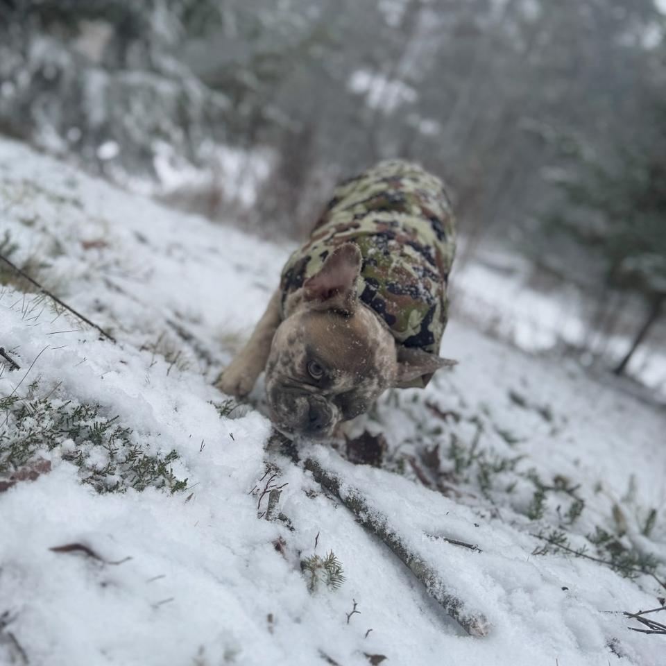 Mello the dog in a camo jacket in the snow